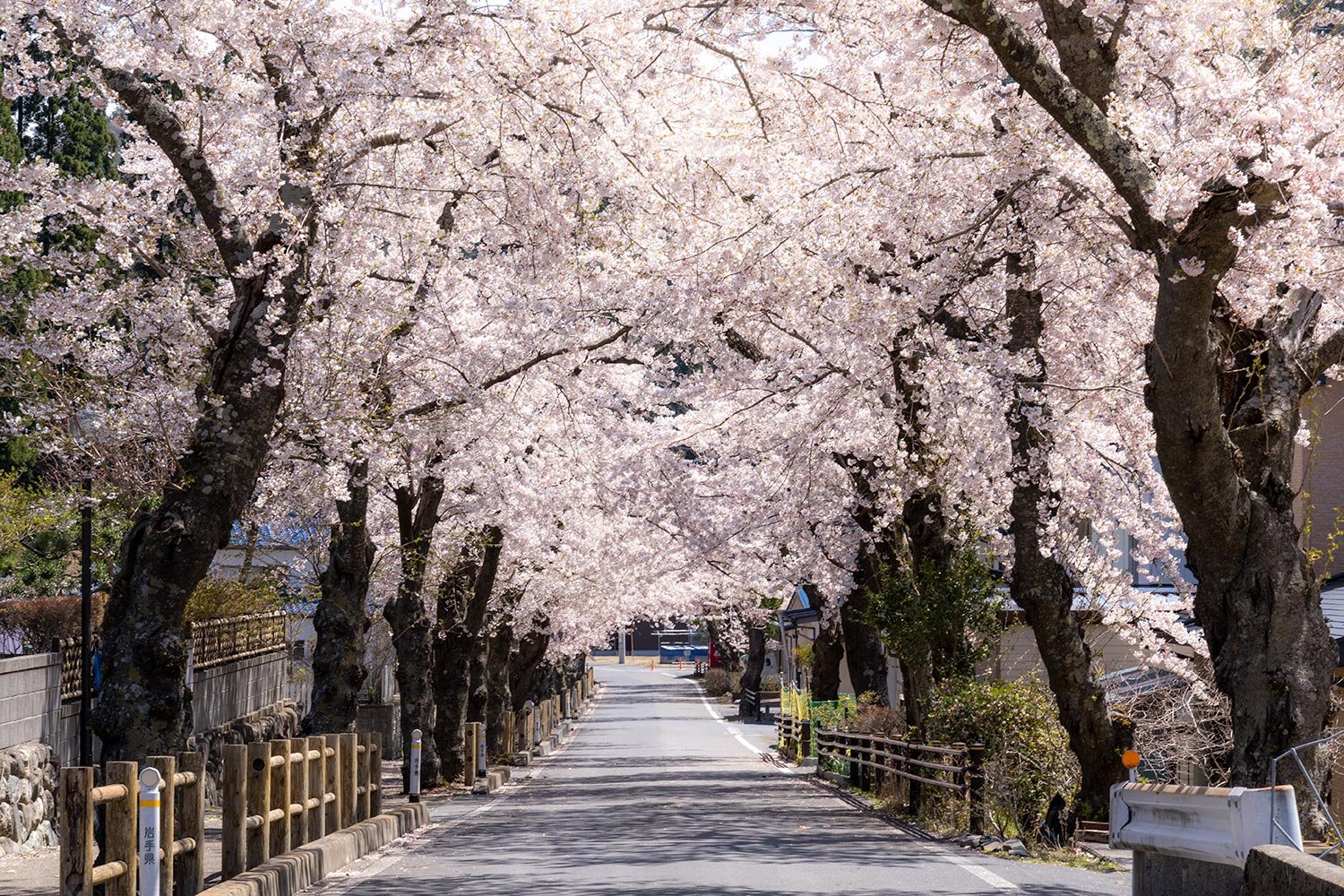 🏞️ 야쿠시 공원 이미지 1